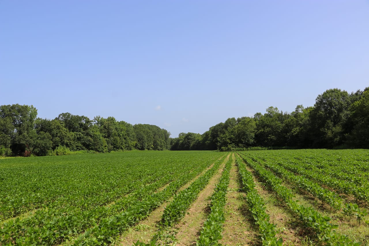 Yazoo Farm and Hunting Tract | Yazoo County | Benton, MS