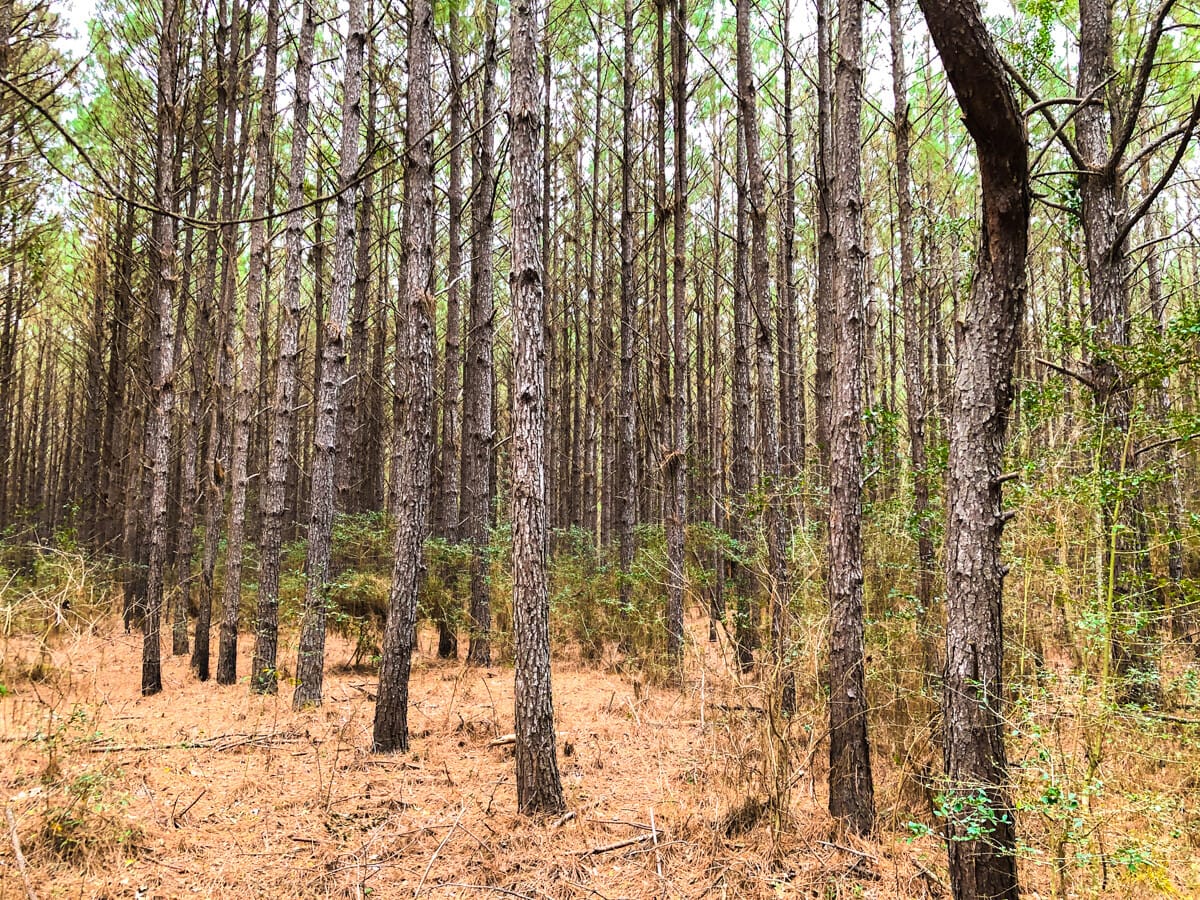 Spurger 35 Acres | T-12 | Spurger Pines | Tyler County | Spurger, TX