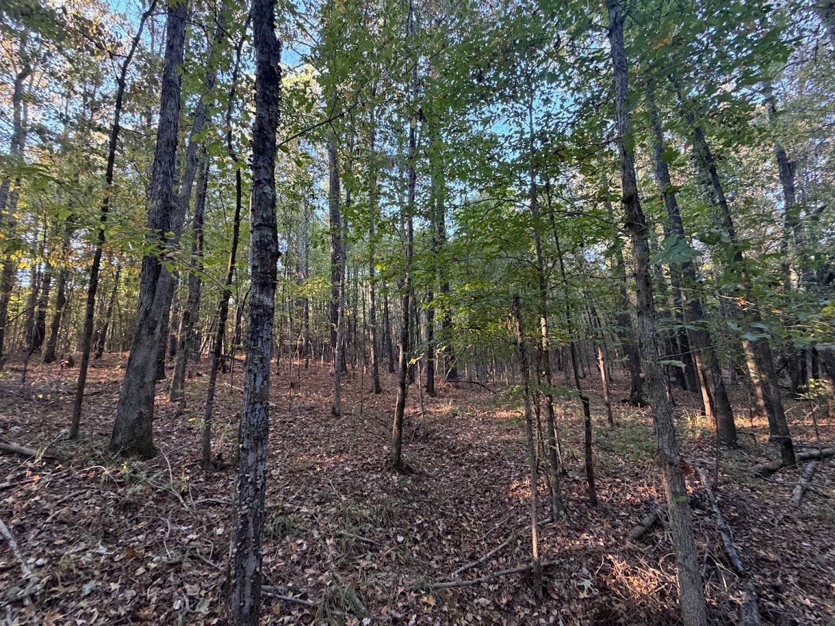 10-Acre Hunting Land for Sale, Attala County, MS, photo 3 of 15