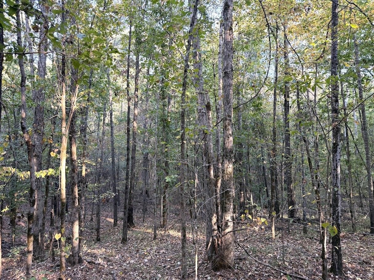 10 acres in Attala County, MS: hunting land for sale near Kosciusko, MS
