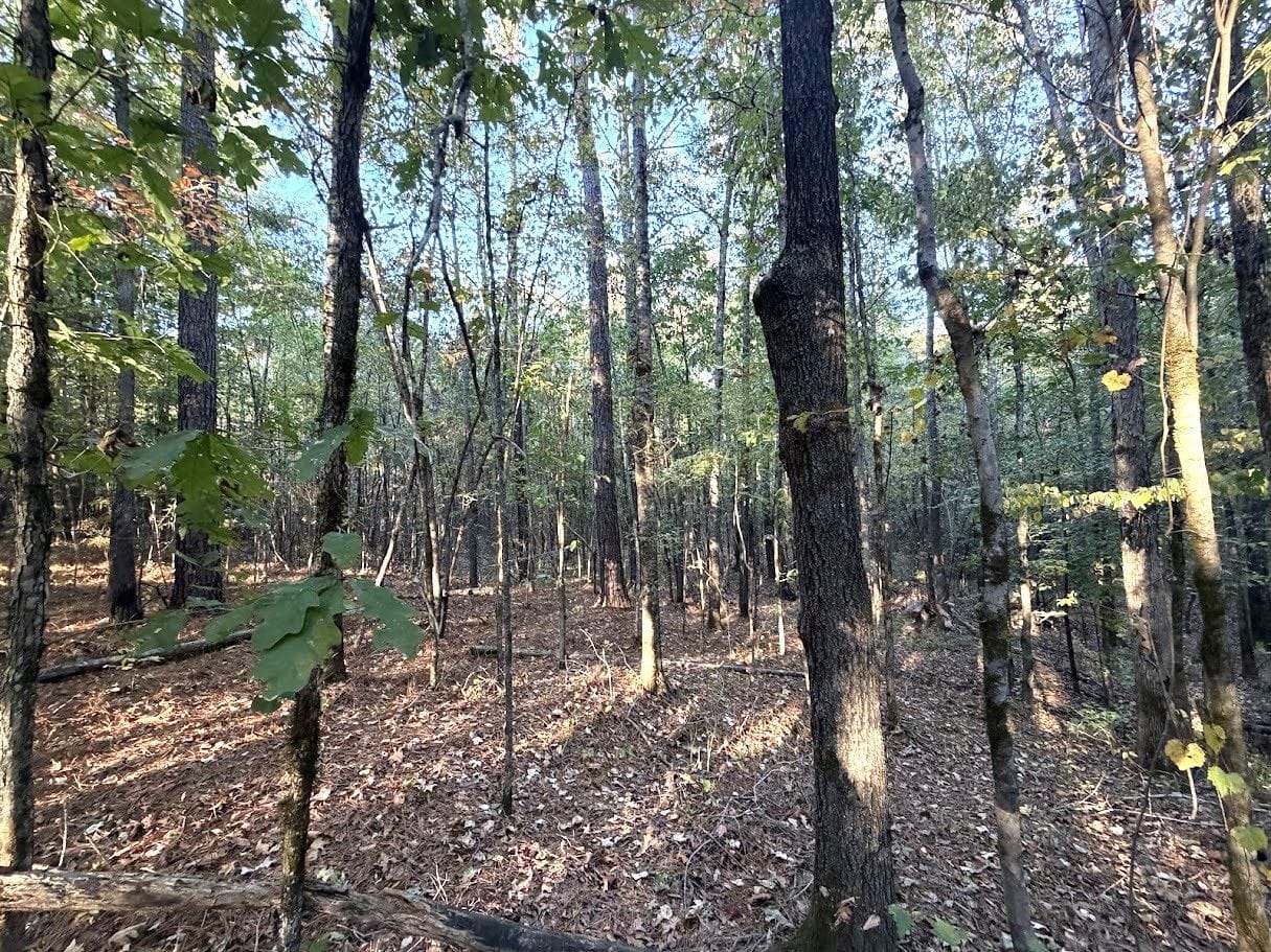10-Acre Hunting Land for Sale, Attala County, MS, photo 2 of 15