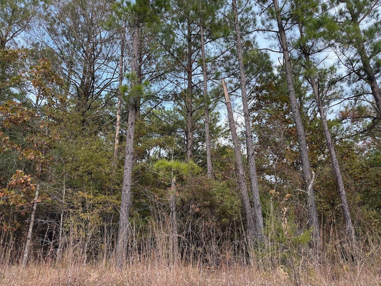 Photo 1 of 12 of land for sale at Damascus Church Rd, Kosciusko, MS 39090