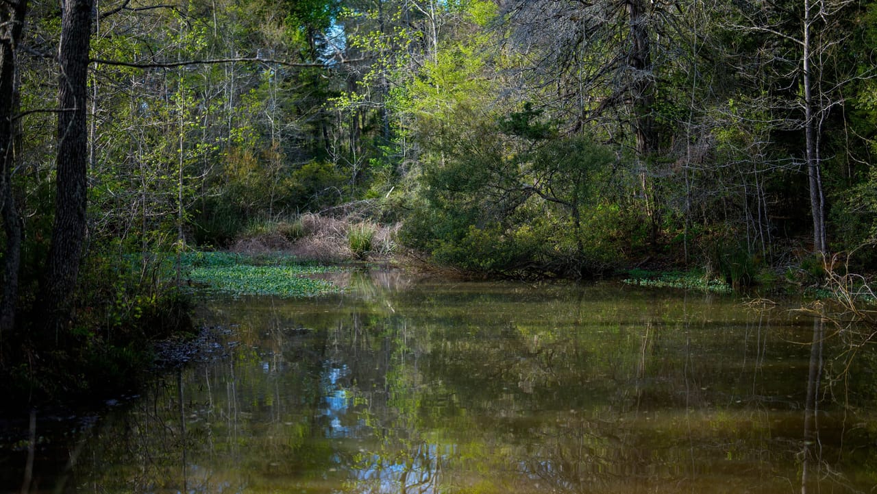 Nelson Ranch Nelson Ranch | Houston County | Crockett, TX