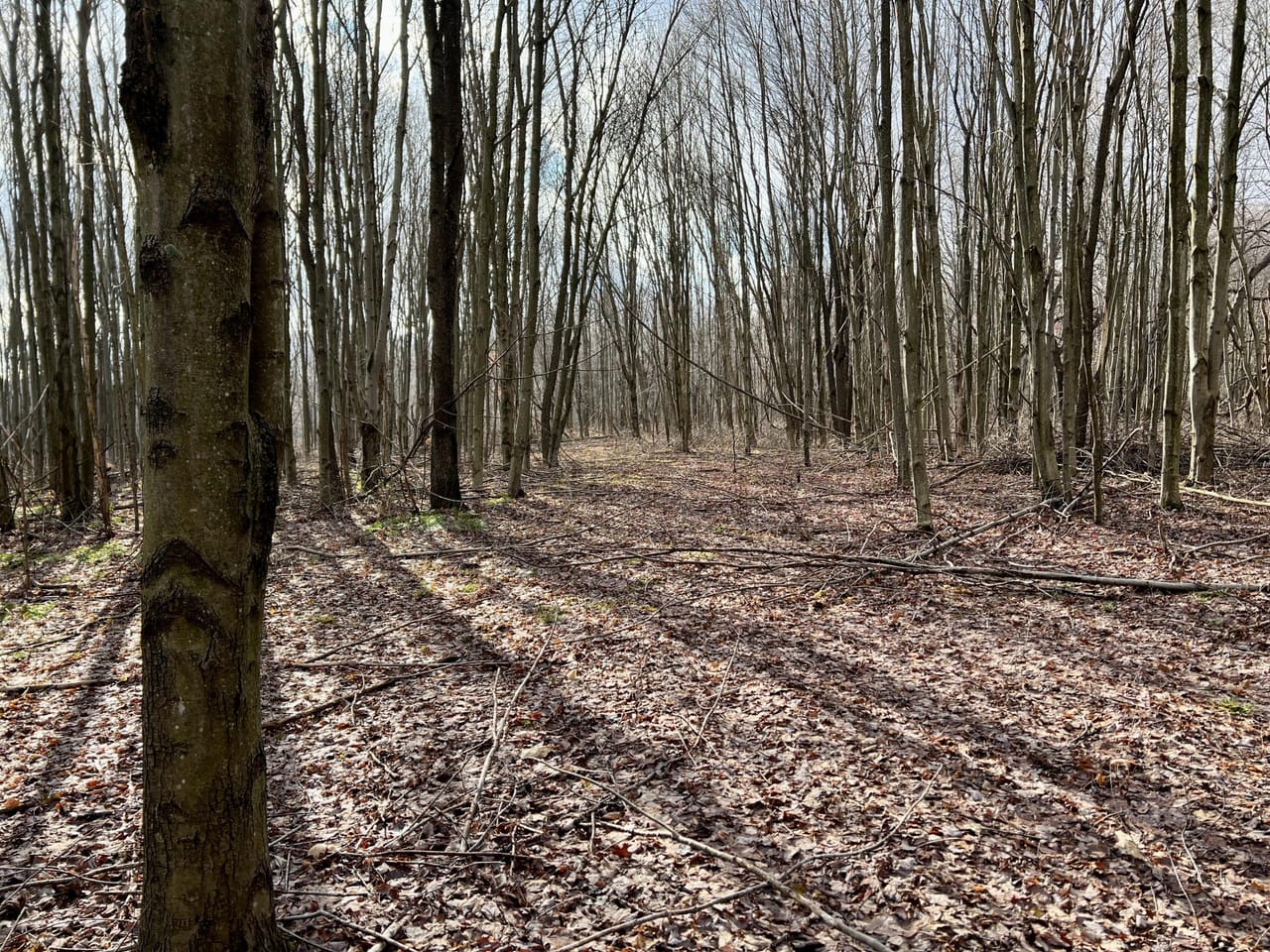 Heyer Rd., Somerset County - 49 acres | Somerset County | Friedens, PA