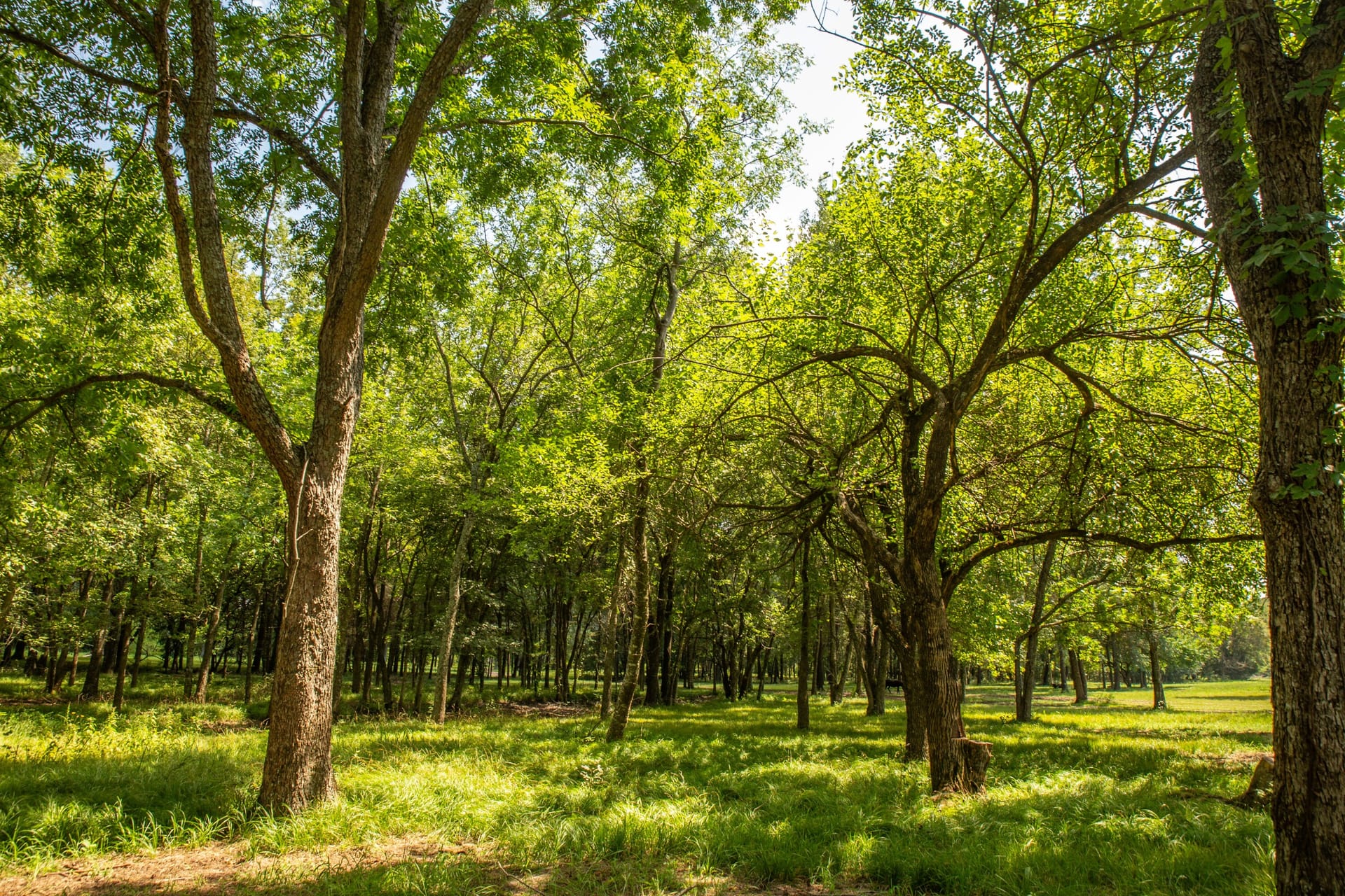 Nelson Ranch Nelson Ranch @ Lake Fork Creek | Hunt County | Lone Oak, TX
