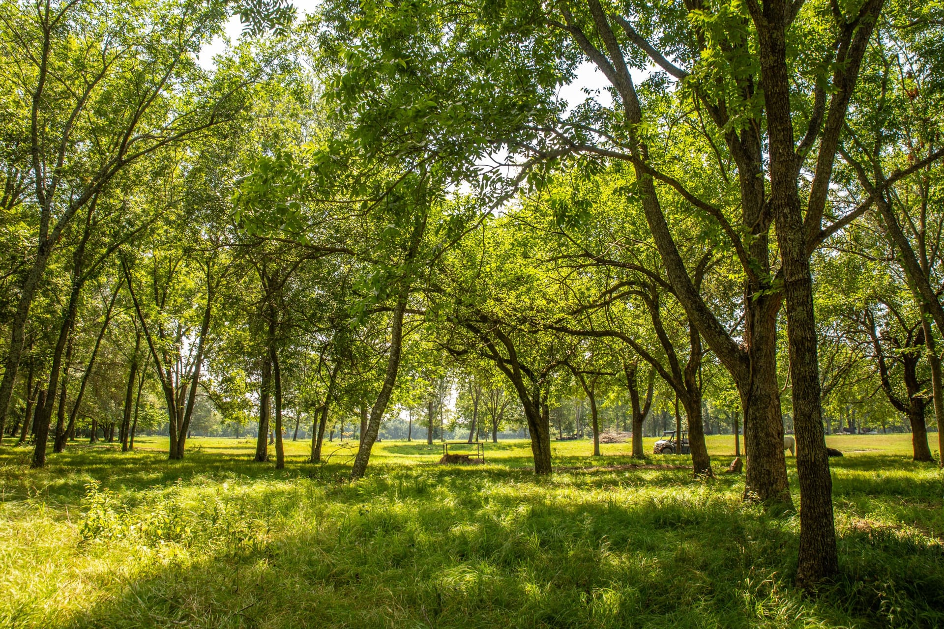 Nelson Ranch Nelson Ranch @ Lake Fork Creek | Hunt County | Lone Oak, TX