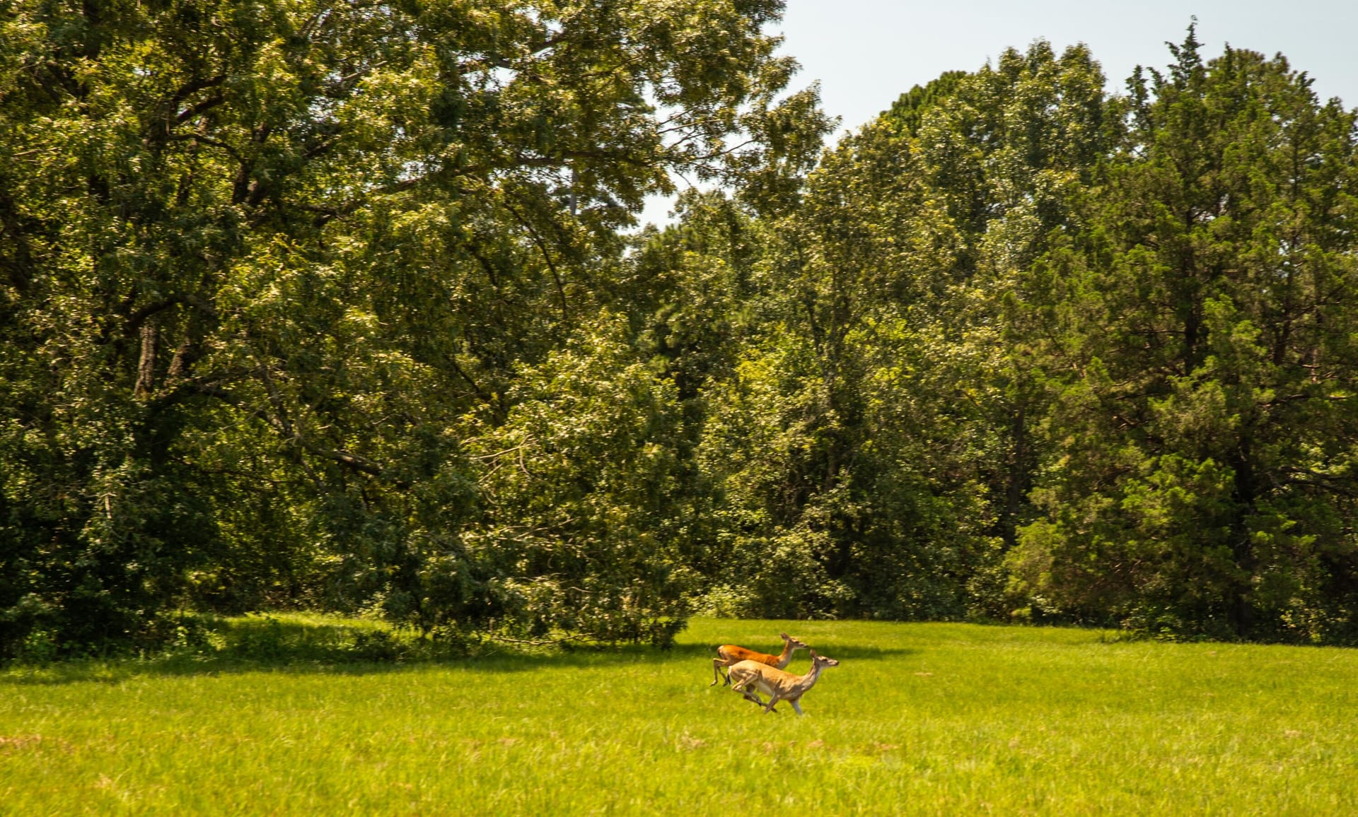 Nelson Ranch Nelson Ranch @ Lake Fork Creek | Hunt County | Lone Oak, TX