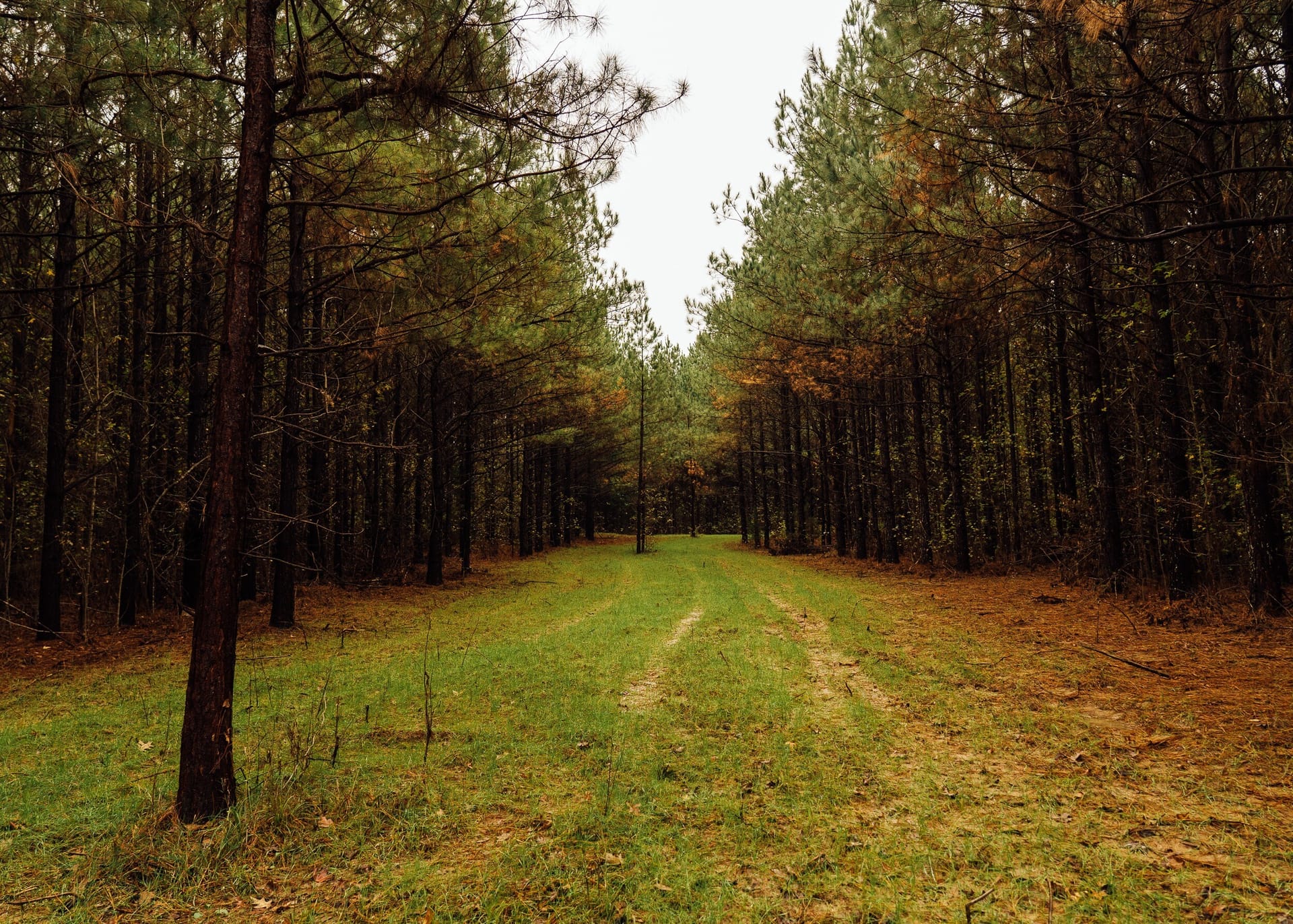 Yazoo 175.66 | Yazoo County | Benton, MS