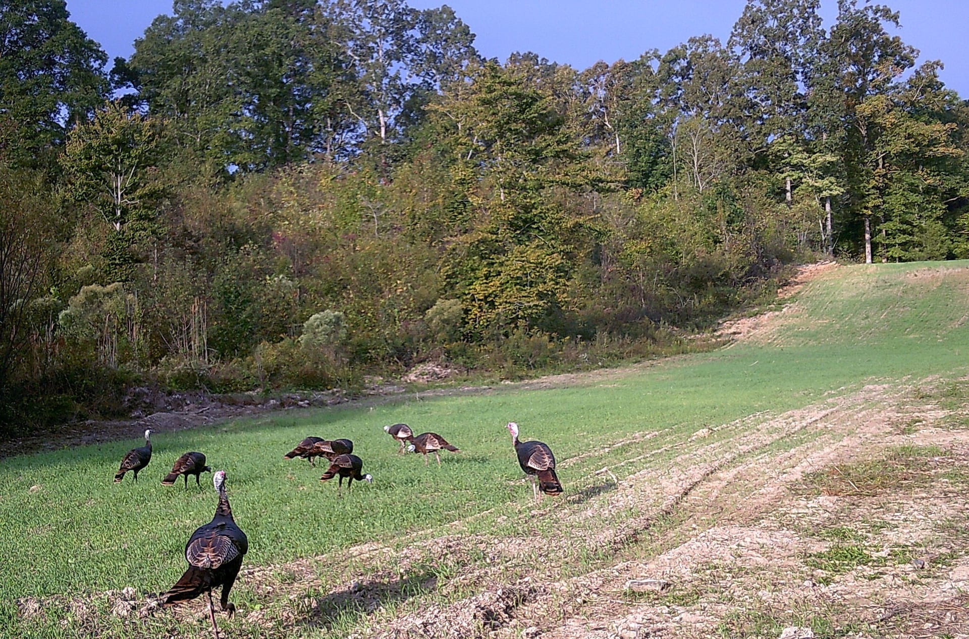Thaxton Lafayette 184.1 | Lafayette County | Thaxton, MS