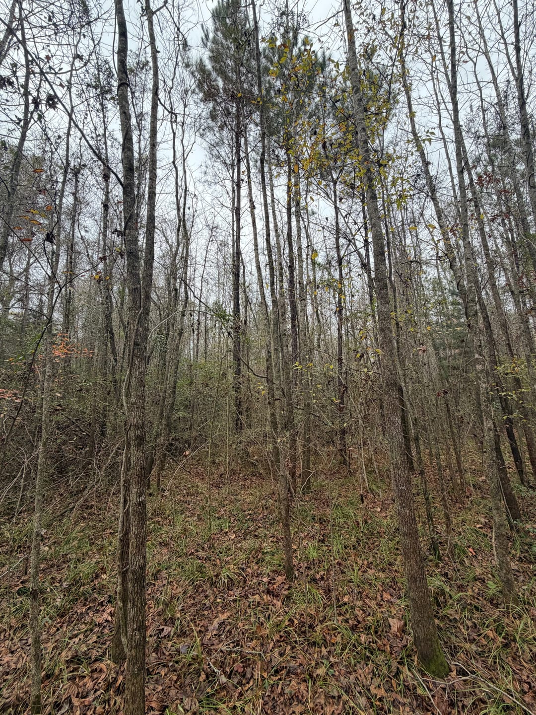 Address 39347 Clarke 102.72 | Clarke County | Pachuta, MS