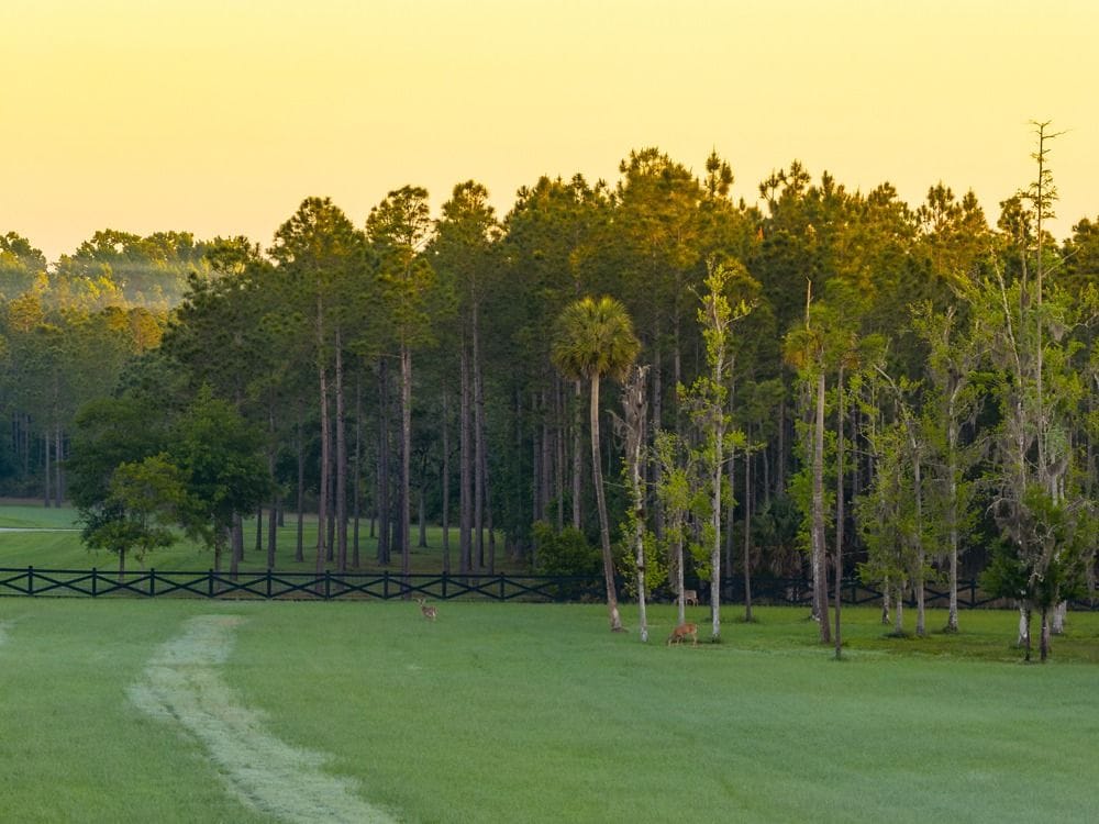 Phillips Ranch - Premier Trophy Property of Southeastern United States ...