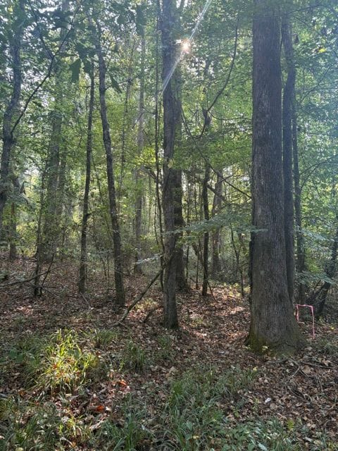 Oak Grove Road Tract | Fayette County | Fayette, AL