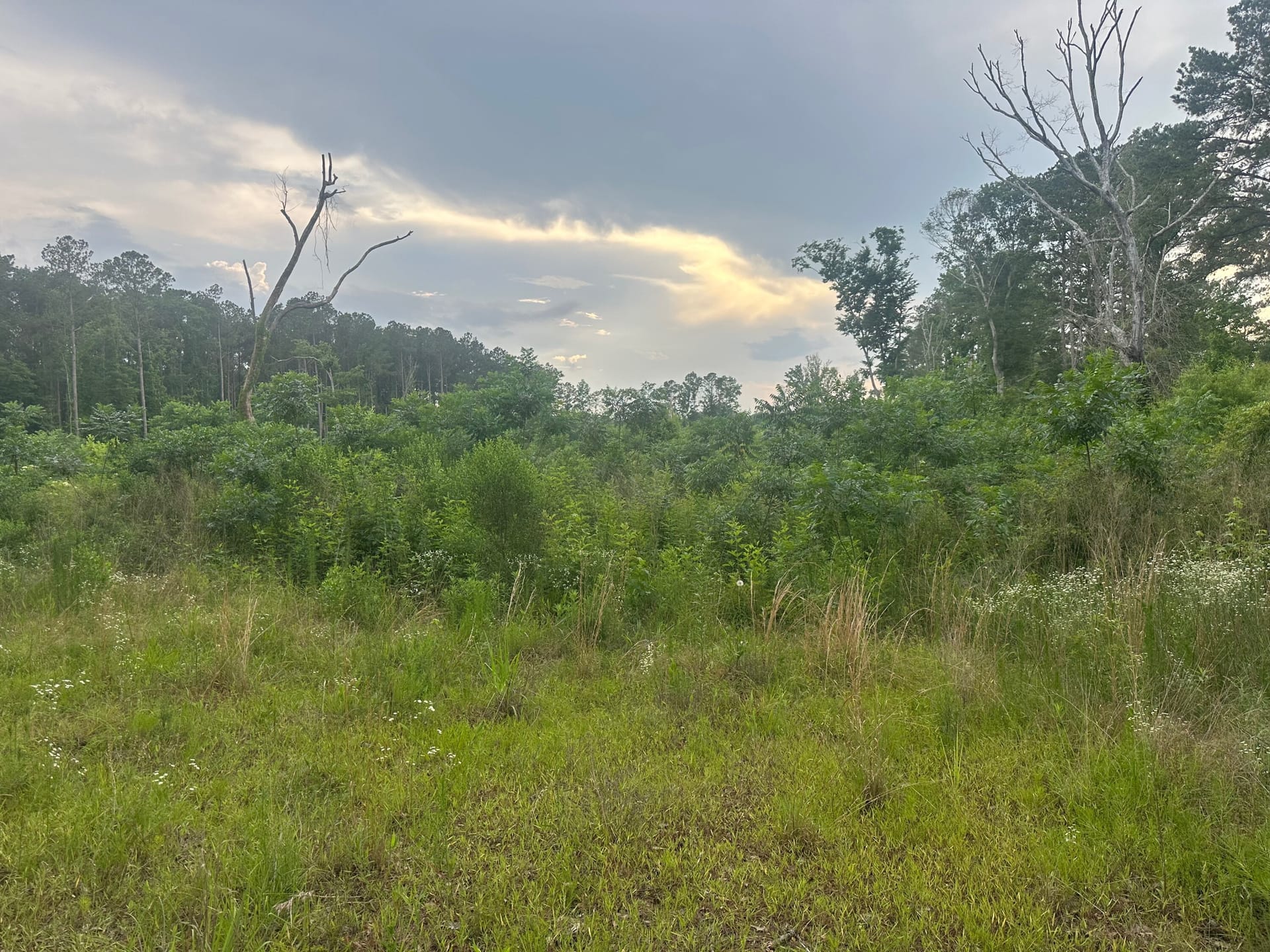 Land with multiple house sites in Rankin County | Rankin County ...