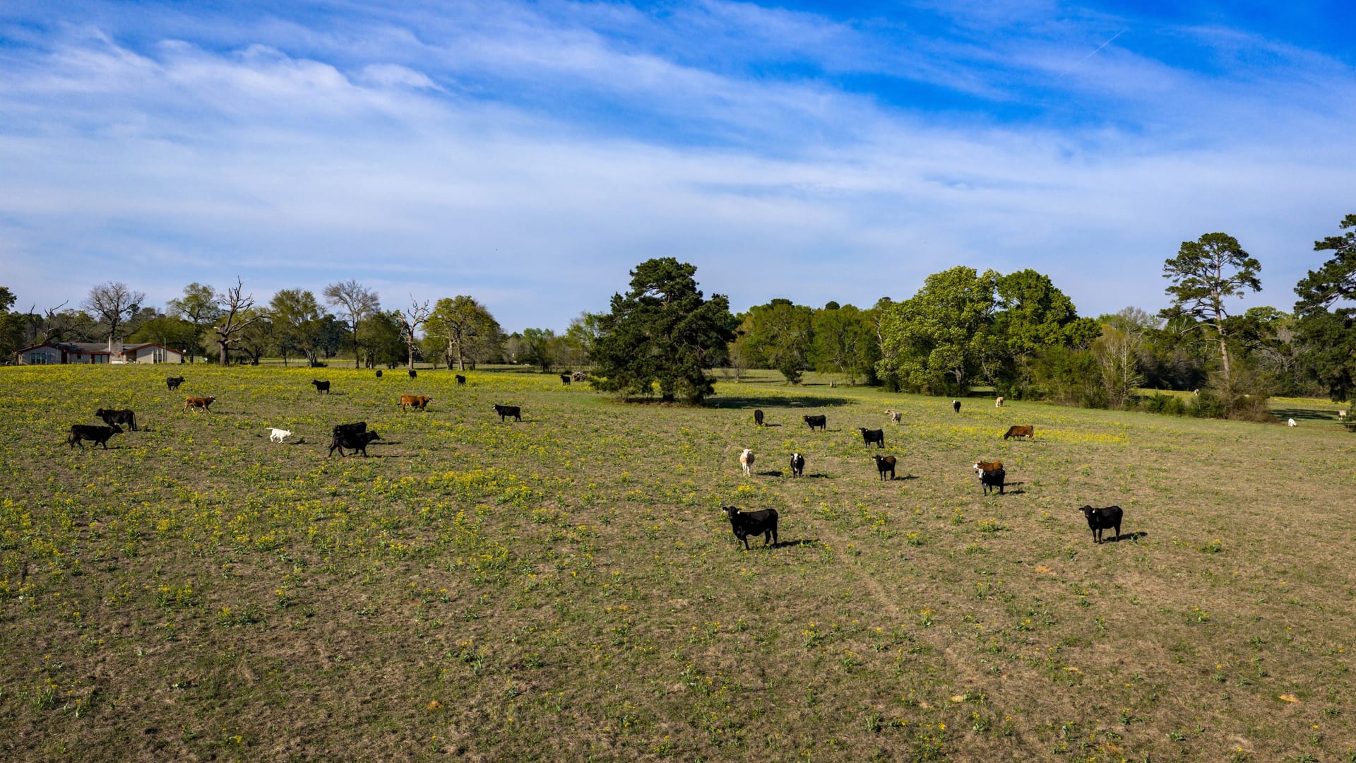 Nelson Ranch Nelson Ranch | Houston County | Crockett, TX