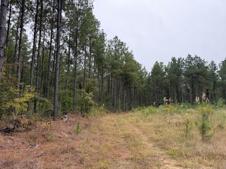 Hwy 126 Dodson Tract, Winn Parish, 40 Acres +/-
