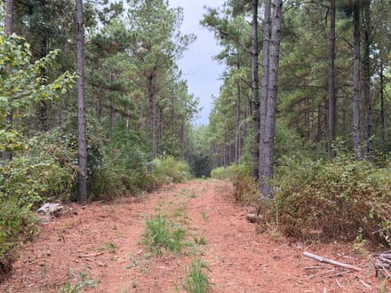Hwy 126 Dodson Tract, Winn Parish, 40 Acres +/-