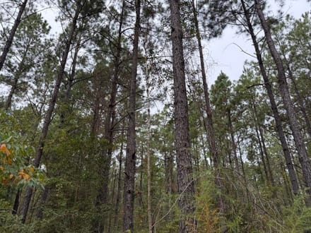 Hwy 126 Dodson Tract, Winn Parish, 40 Acres +/-