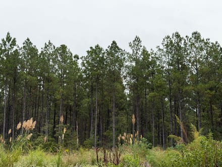 Hwy 126 Dodson Tract, Winn Parish, 40 Acres +/-
