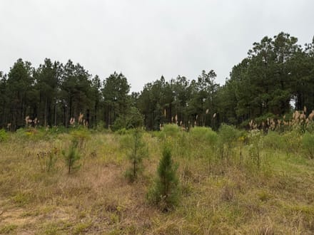 Hwy 126 Dodson Tract, Winn Parish, 40 Acres +/-