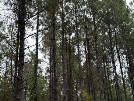 Hwy 126 Dodson Tract, Winn Parish, 40 Acres +/-