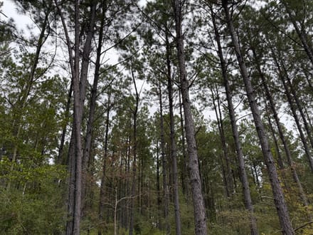 Hwy 126 Dodson Tract, Winn Parish, 40 Acres +/-