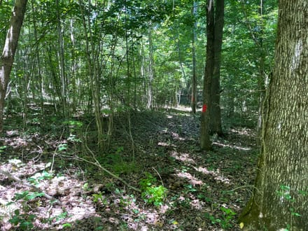 10 +/- Acres in Bankhead National Forest