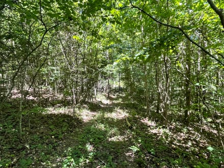 10 +/- Acres in Bankhead National Forest