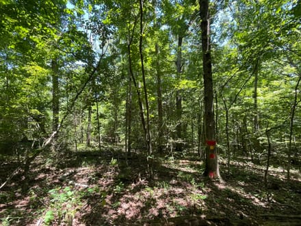 10 +/- Acres in Bankhead National Forest