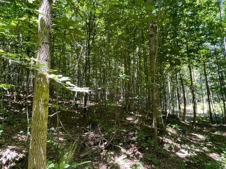 10 +/- Acres in Bankhead National Forest