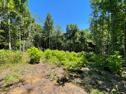 10 +/- Acres in Bankhead National Forest