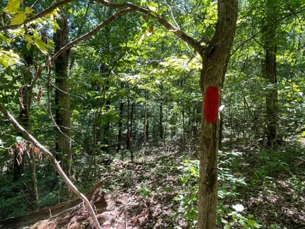 10 +/- Acres in Bankhead National Forest