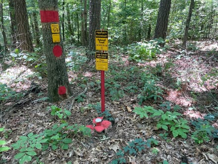 10 +/- Acres in Bankhead National Forest