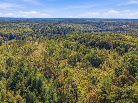 13.85 Wooded Acres in Benton County's Birdsong Landing!