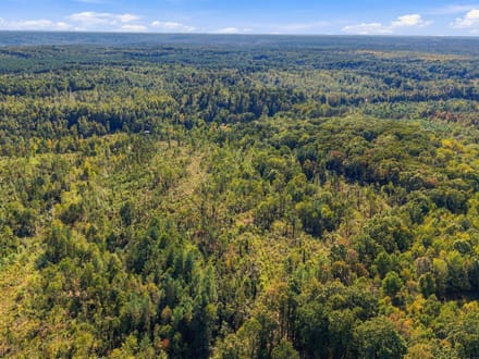 13.85 Wooded Acres in Benton County's Birdsong Landing!
