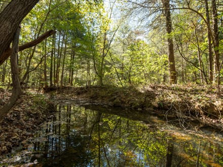 80± AC of Prime Recreational Land in Bollinger Co.