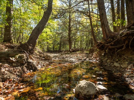 80± AC of Prime Recreational Land in Bollinger Co.