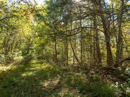 80± AC of Prime Recreational Land in Bollinger Co.