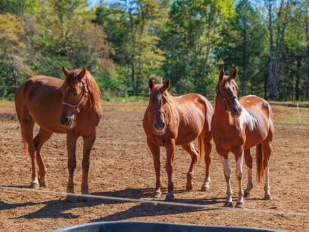 41 Acres of Middle TN Possibilites!