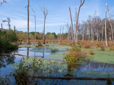 Ray Branch Farm