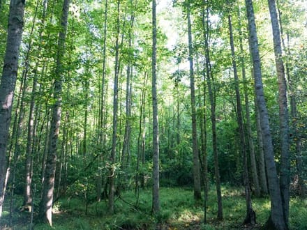 Four Holes Tract