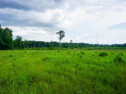 Four Holes Tract