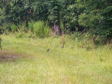Four Holes Tract