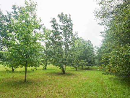 Four Holes Tract