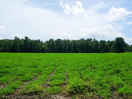 Zion Road Farm