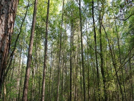 Dunwoody Dr. Farm