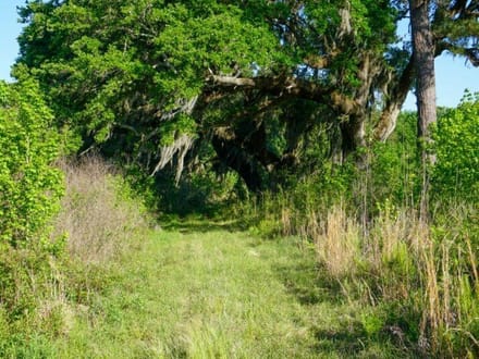 Strawberry Hill