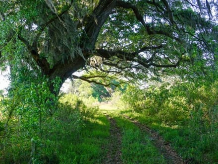 Strawberry Hill