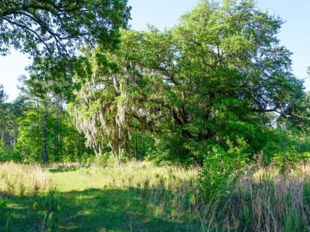 Strawberry Hill