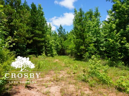 Ripley Tract