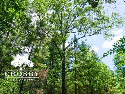 Ripley Tract